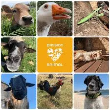 passion animal