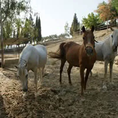 todos los caballos del mundo