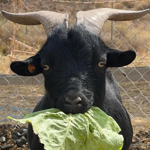 el rincon de barakah