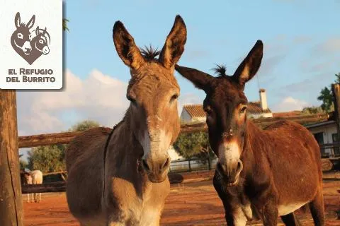 el refugio del burrito