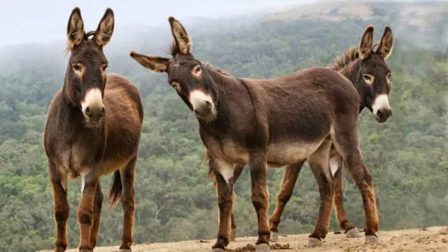 el refugio del burrito