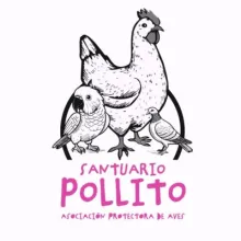 pollito